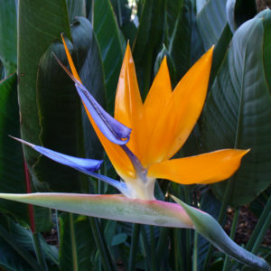 Strelitzia_reginae_1