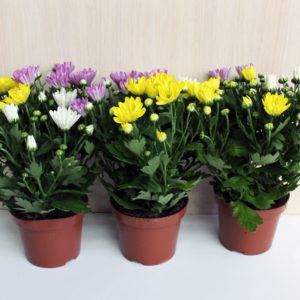 chrysanthemum-mix-d12-25-6