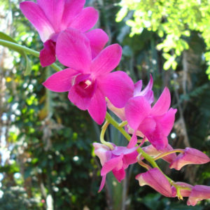 dendrobium2