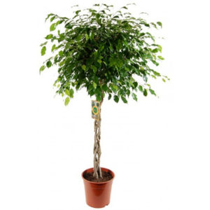 ficus_exotica_perepletennyi600x600