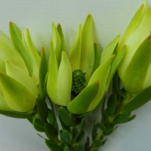 leukodendron-58622700307104