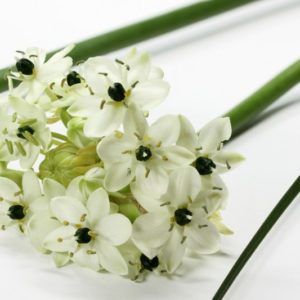 ornitogalum-19563598309953