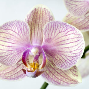 1-phalaenopsis-orchid-phalaenopsis-sp-lawrence-lawry