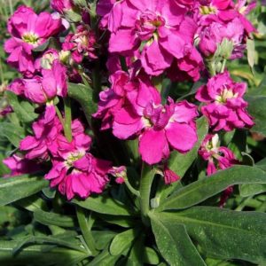 Matthiola_incana1-520x797